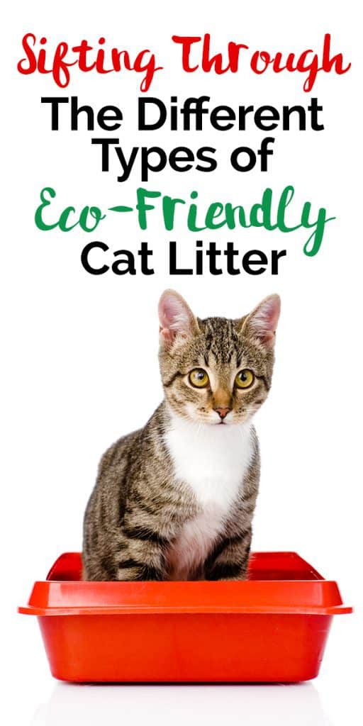 Sifting Through The Different Types of EcoFriendly Cat Litter