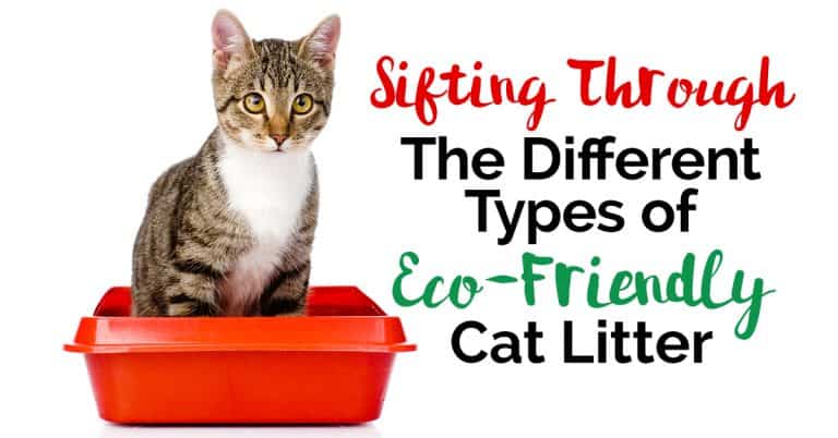 Sifting Through The Different Types of Eco-Friendly Cat Litter