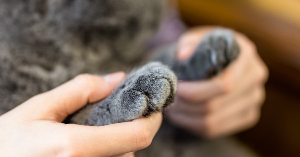 Canadian Veterinary Chain Bans Declawing, Calls it Inhumane