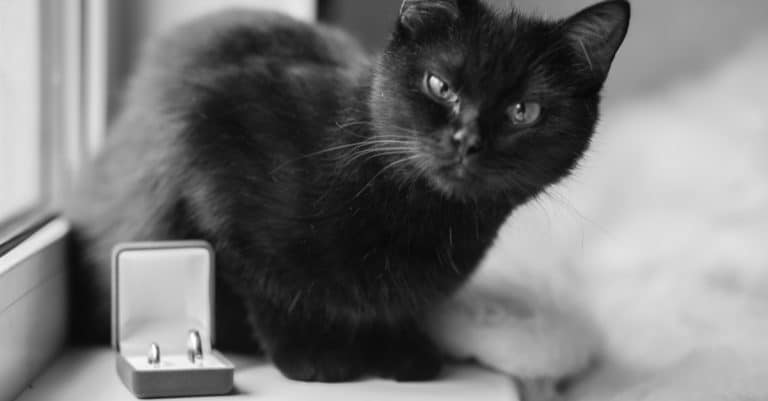 Getting Divorced: Who Gets the Cat?