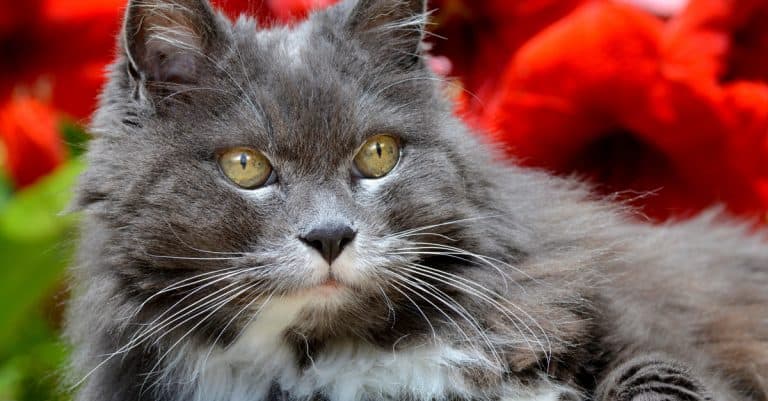 What to Expect as Your Cat Gets Older