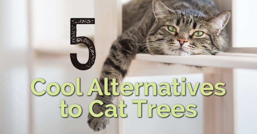 cool alternatives to cat trees