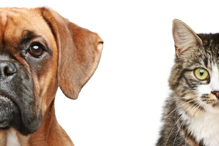 The Differences (And Similarities) Between Dog People and Cat People
