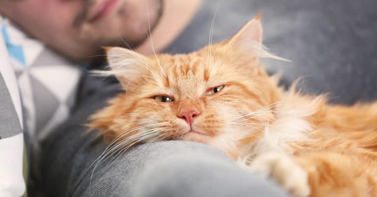 Gifts for Guys Who Love Cats
