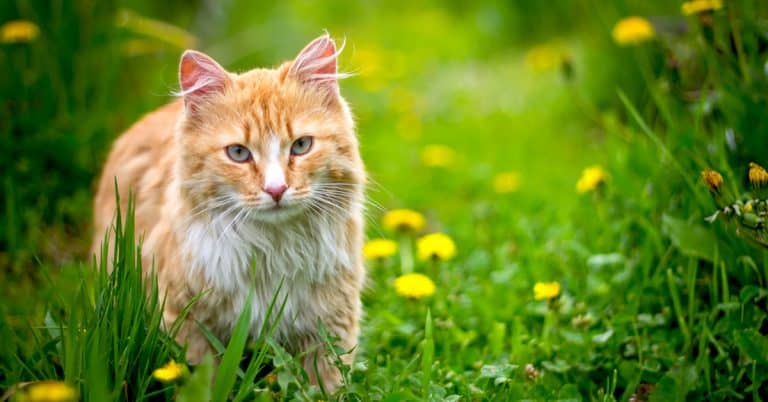 Letting Cats Outdoors (Without Letting Them Out)
