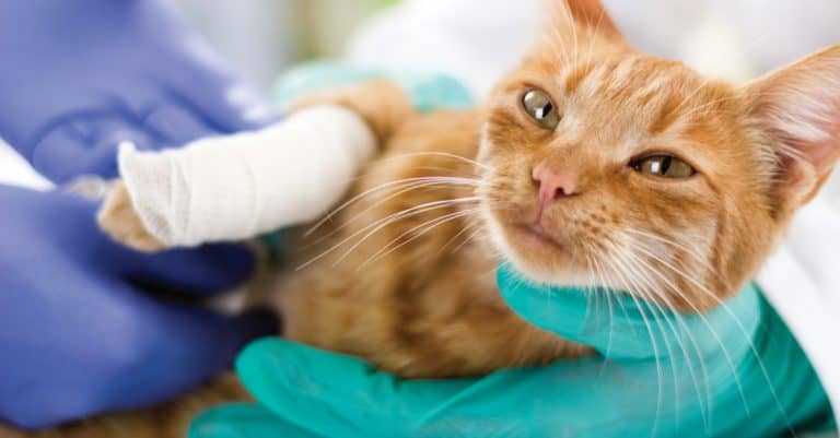 5 Tips To Consider Before Purchasing Cat Insurance