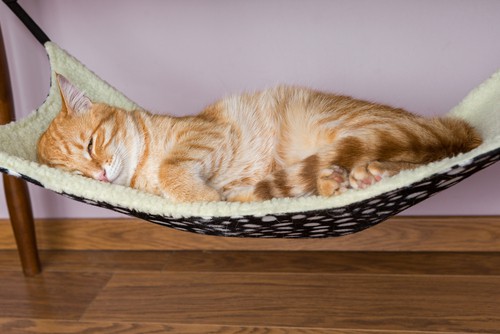 cat hammock