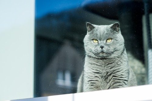 cat window seat