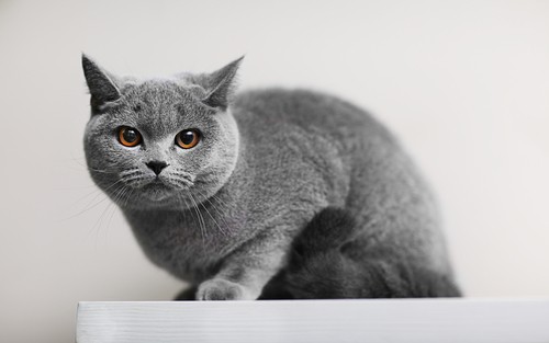 wall shelves for cats