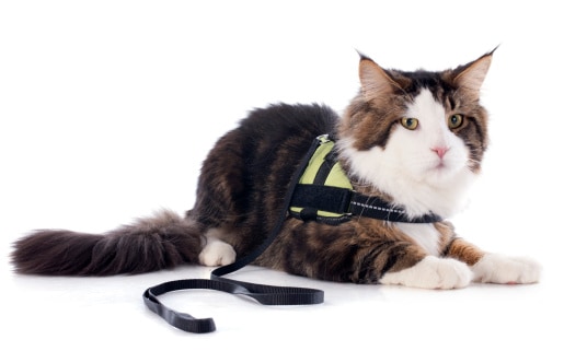 train your cat to walk on a leash