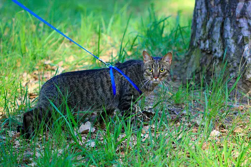 train your cat to walk on a leash