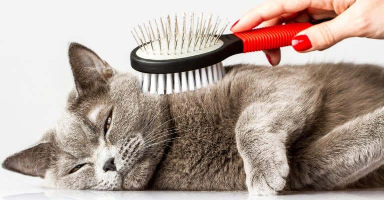 The Best Tools for Grooming Your Cat