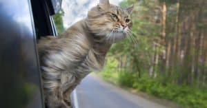 Top Tips for Traveling with Your Cat