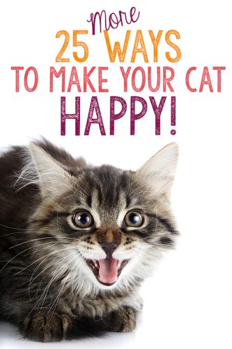 25 More Ways to Make Your Cat Happy - The Catington Post