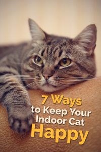 7 Ways to Keep Your Indoor Cat Happy - The Catington Post