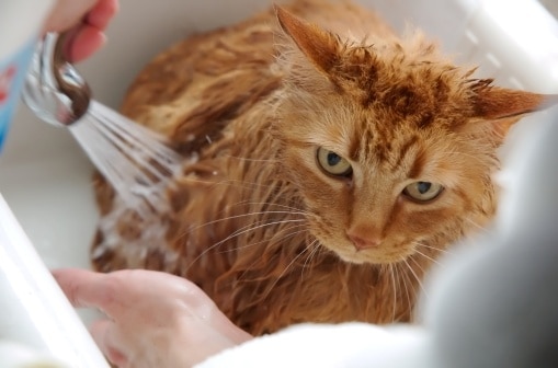 Bathing to prevent fleas