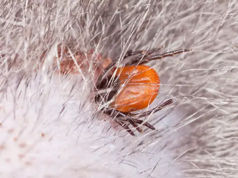 tick on a cat