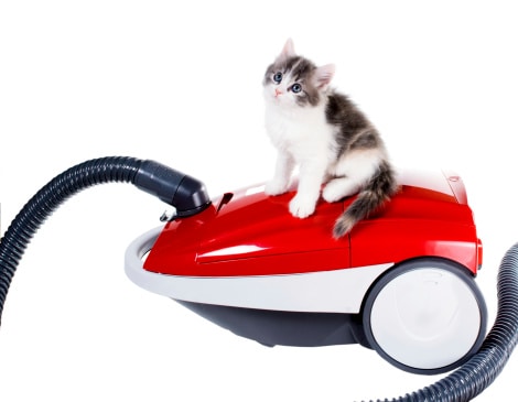 vacuum to prevent fleas