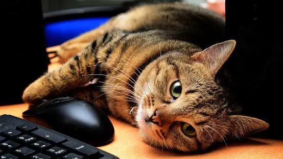 Cat proof computer outlet desk