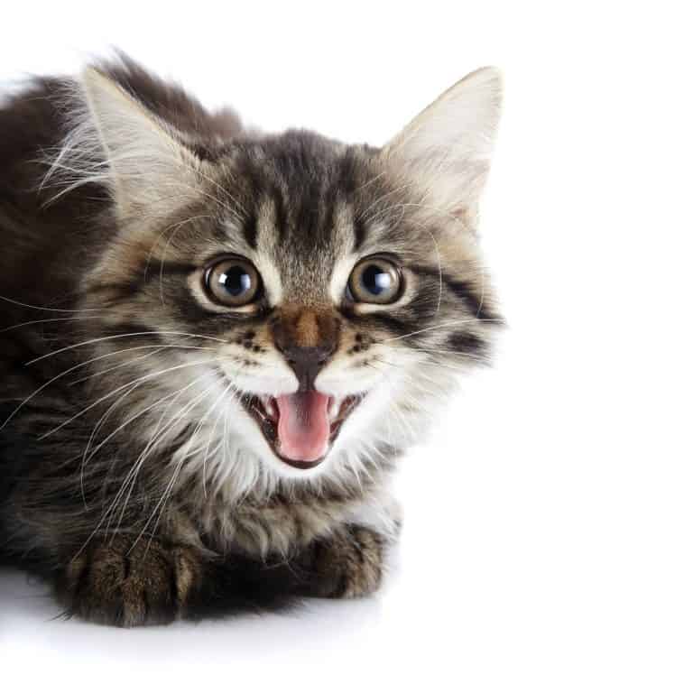 25 More Ways to Make Your Cat Happy