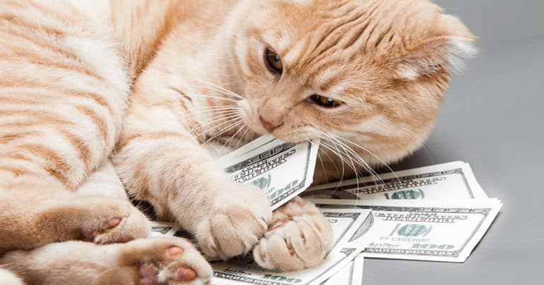 5 Ways to Save Big Bucks on Cat Supplies