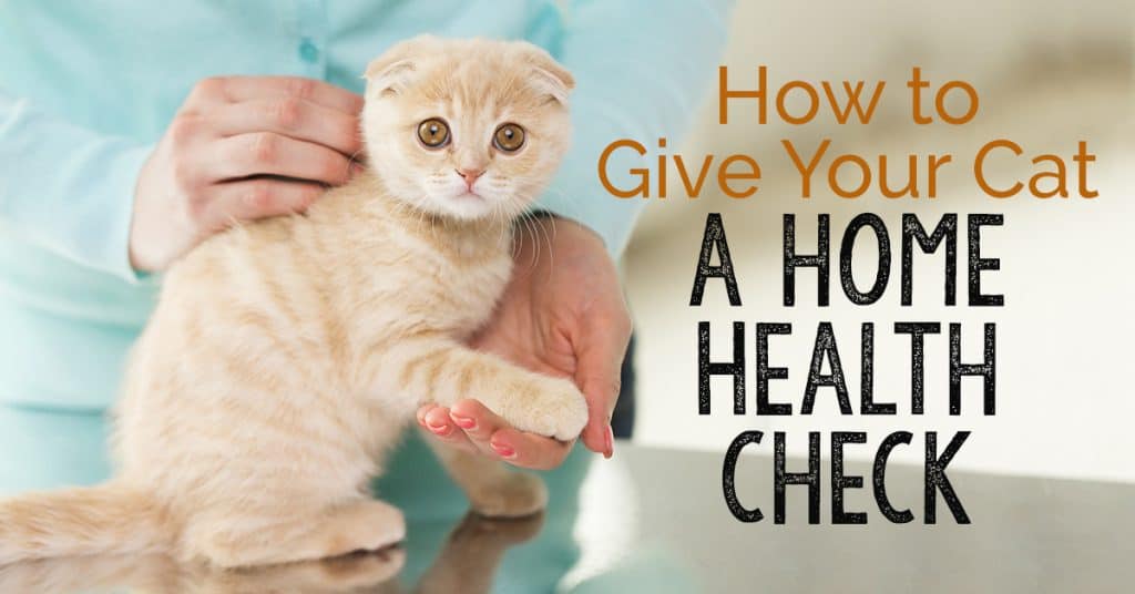 how to give your cat a home health check