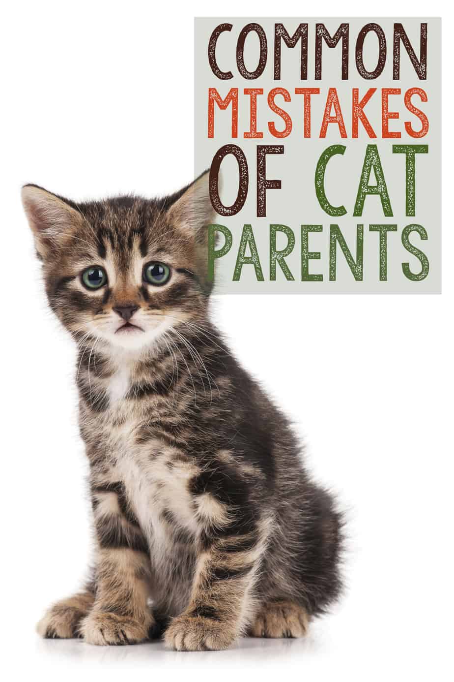 Cat parents. Common Cat. Комон Кэт. Common mistakes Cat owners make. Cat common Impress me.