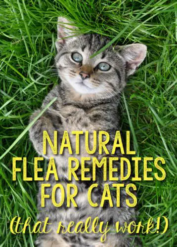 Natural Flea Remedies for Cats (That Really Work!) - The Catington Post