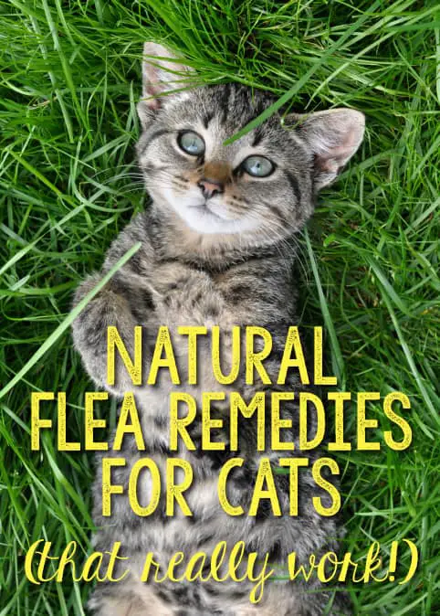 Home remedy to kill fleas on cats