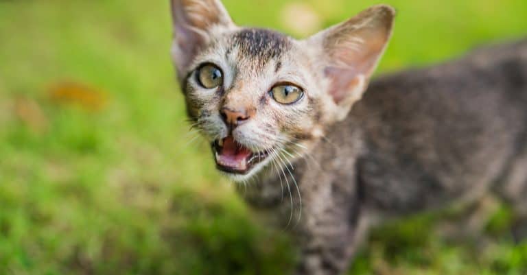 Natural Flea Remedies for Cats (That Really Work!)