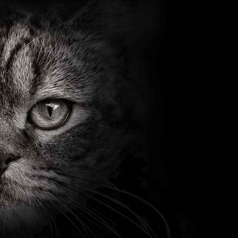 10 Ways to Keep Your Cat Healthy