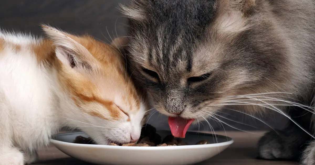 6 Unusual Proteins Your Cat Will Love