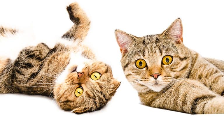 10 of the Most Ridiculous Gifts for Cats and Cat Lovers