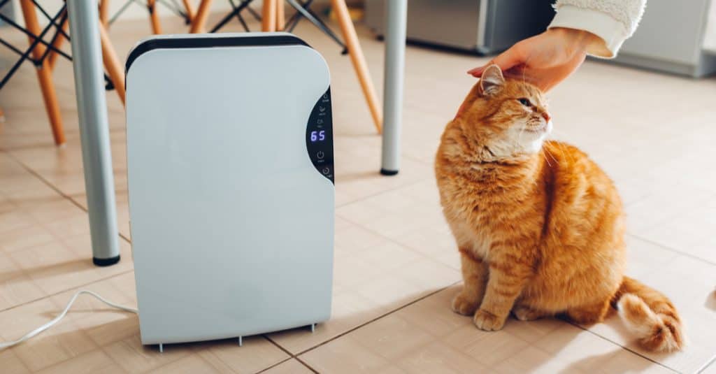 hepa air purifier for cat allergies