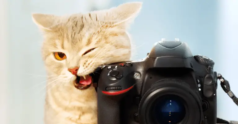 Feline Photography: Getting the Purr-fect Shot