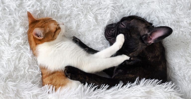 Introducing a New Dog to a Resident Cat