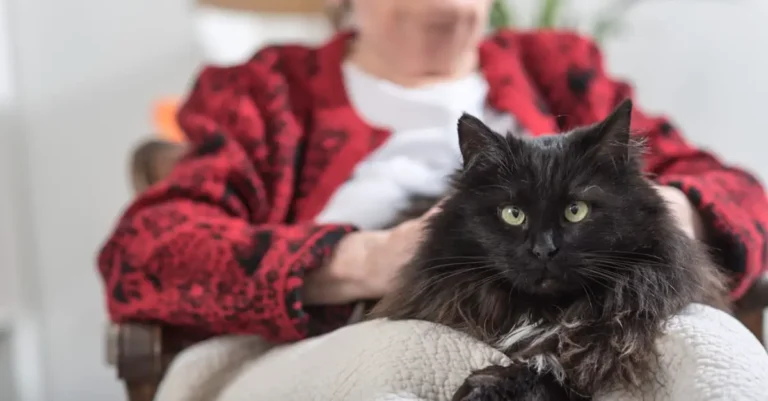 Cats: The Purrfect Pet for the Elderly