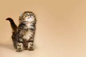 Clicker Training for Cats: How to Teach Your Cat to Sit