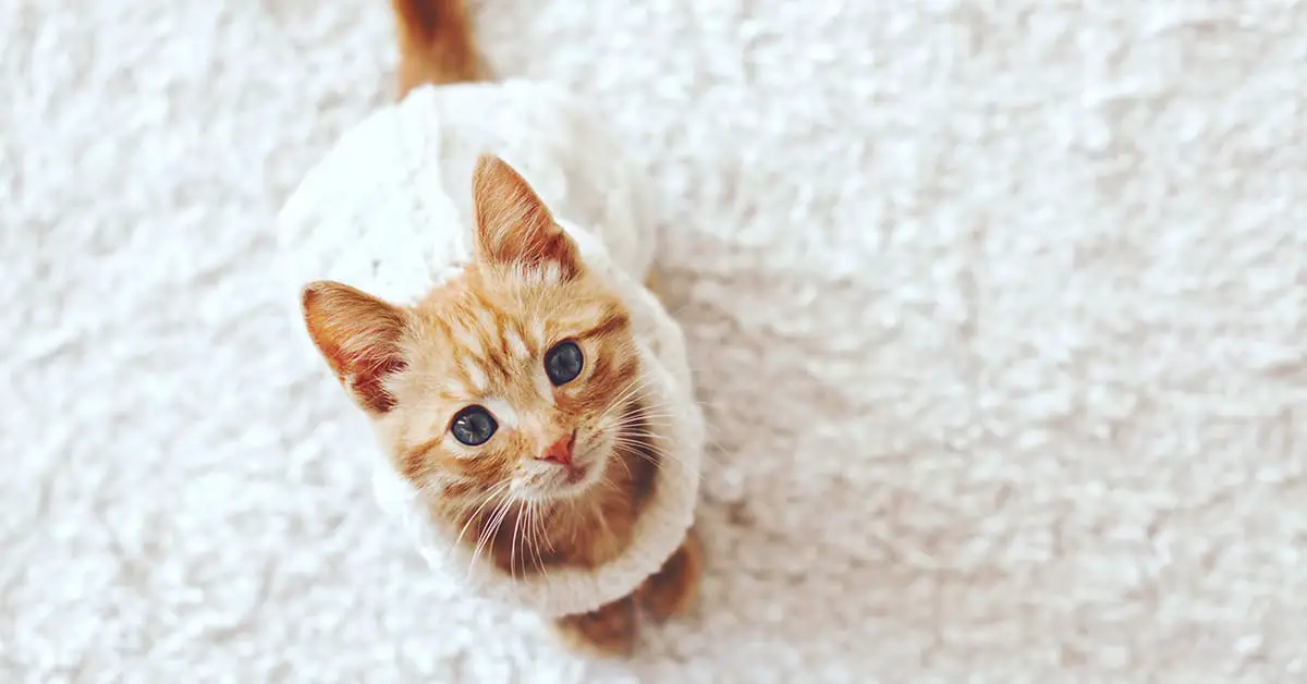 will cats wear sweaters