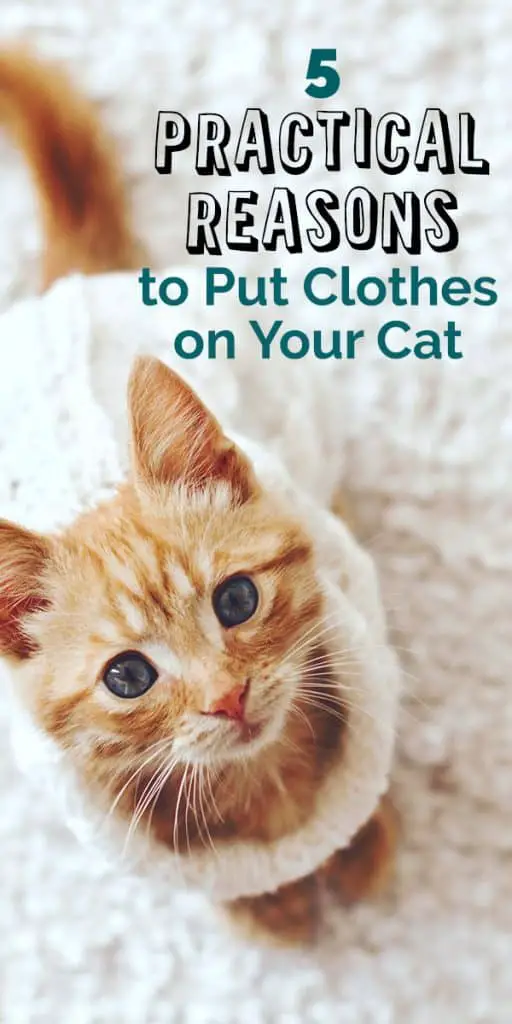 putting clothes on cats