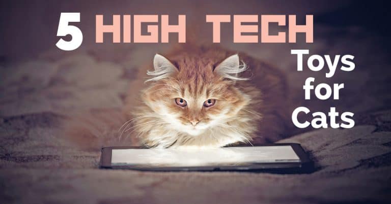 5 High Tech Toys for Cats