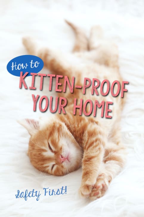 How To Kitten Proof Your Home The Catington Post