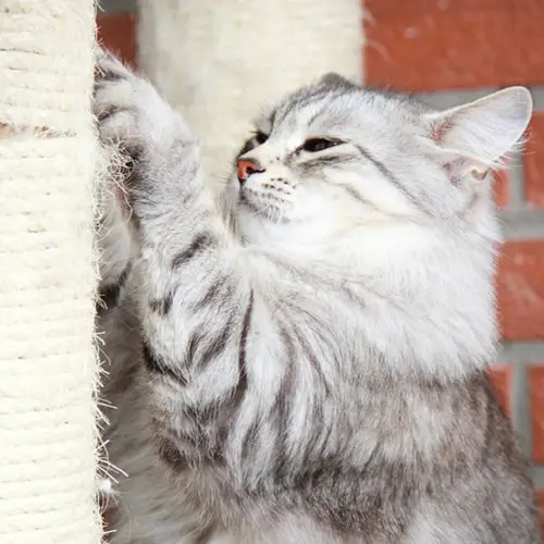 cat behavior, cat scratching a scratching post