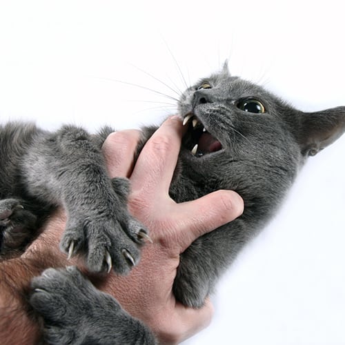 cat behavior, cat is biting and scratching