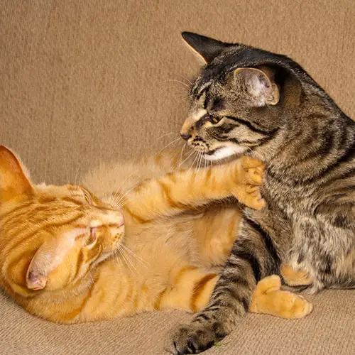 cat behavior, two cats are fighting