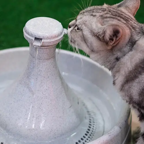 cat behavior, cat is drinking from automatic water fountain