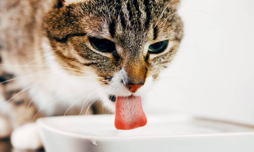 Is Your Cat Drinking a Lot of Water? Find Out Why The Catington Post
