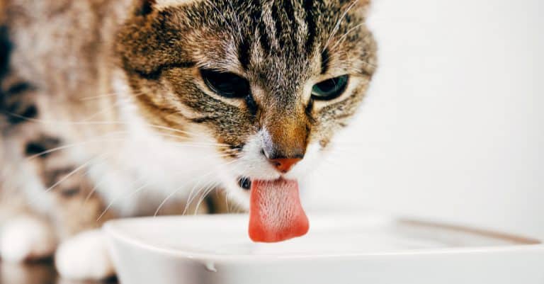 Is Your Cat Drinking a Lot of Water? Find Out Why