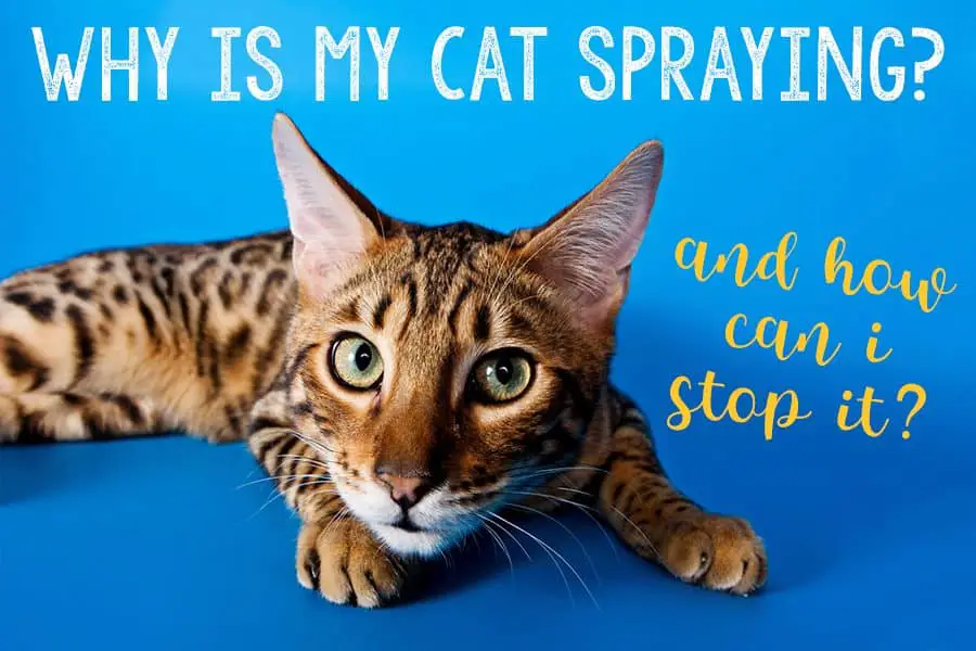 Why is My Cat Spraying? And How Can I Stop It? - The Catington Post