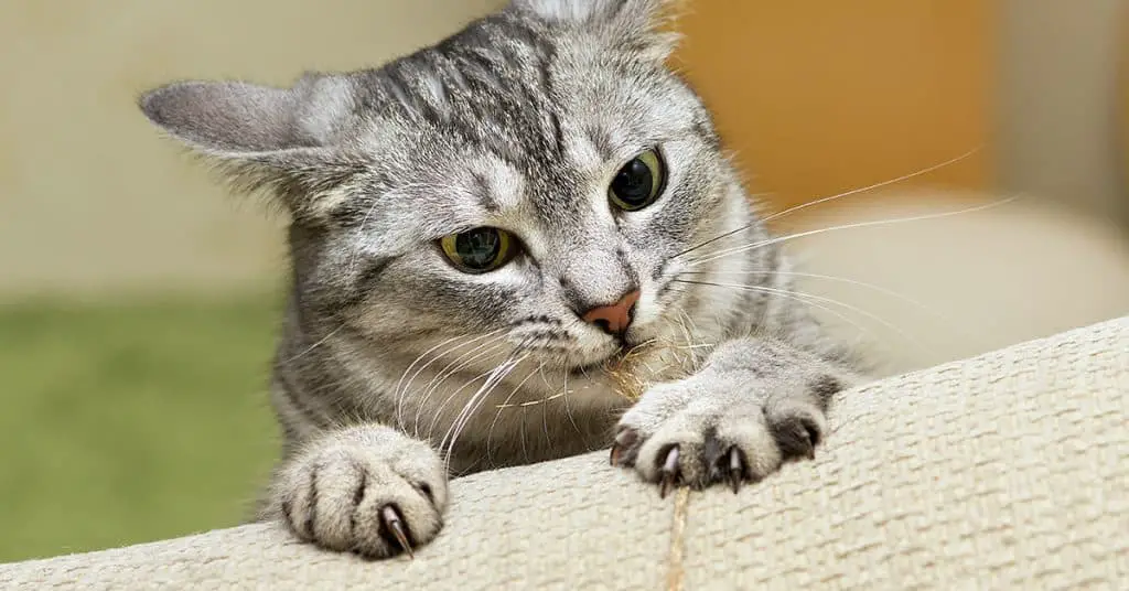 cat behavior, gray cat is clawing the furniture